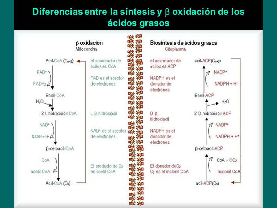 biosintesis de acidos grasos